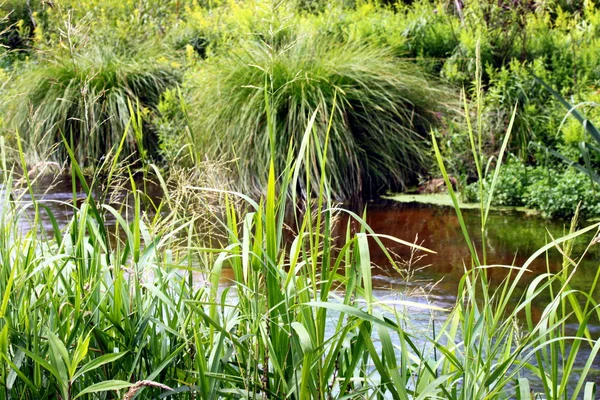 Caña en el agua — Foto de Stock