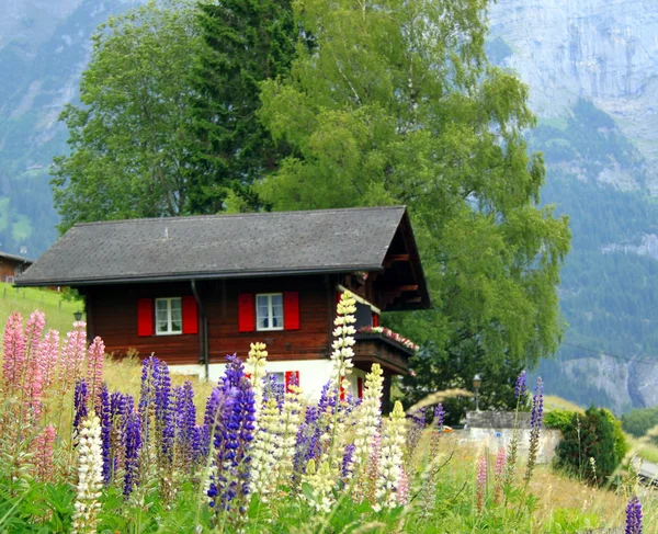 Farmhouse with lupines — Stock Photo, Image