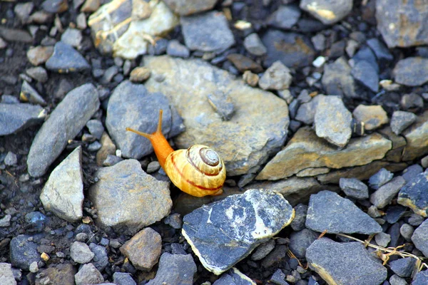 Escargot sur pierres — Photo