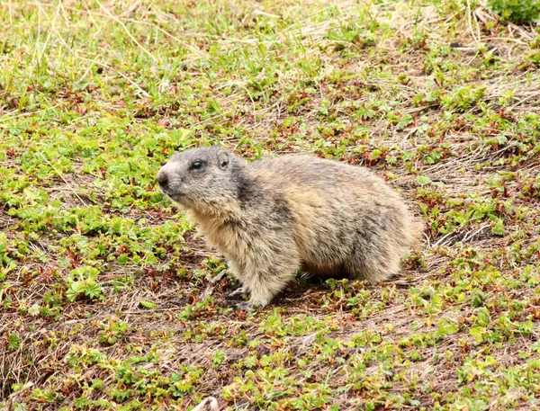 Alpine Marmot — Stock Photo, Image