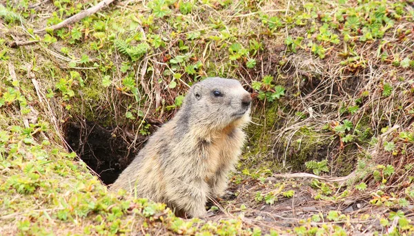 Alpenmarmot — Stockfoto