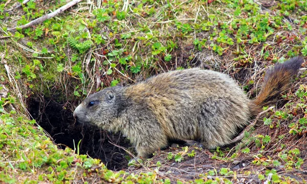 Marmota alpina — Fotografia de Stock