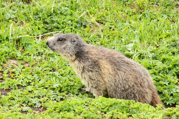 Marmota alpina — Fotografia de Stock