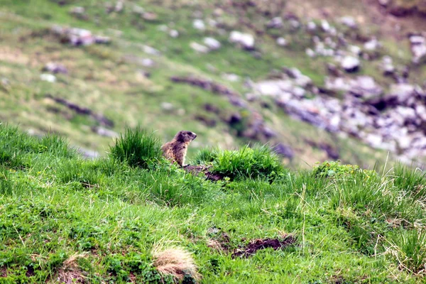 Marmota alpina — Fotografia de Stock