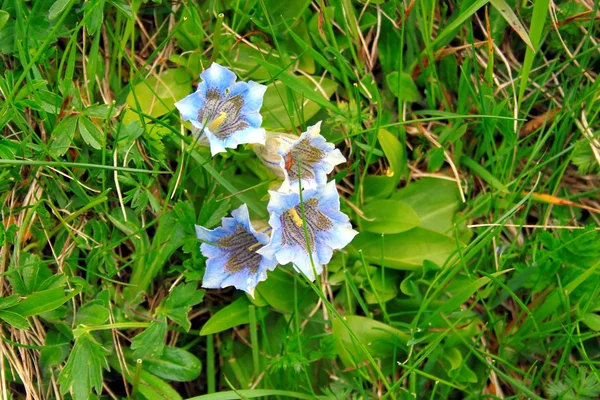 Genciana — Fotografia de Stock