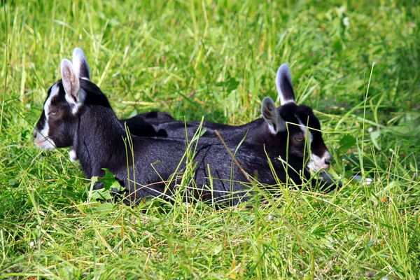 Goat in the grass — Stock Photo, Image