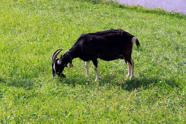 Goat in the grass — Stock Photo, Image