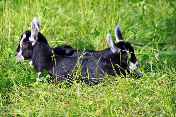 Goat in the grass — Stock Photo, Image