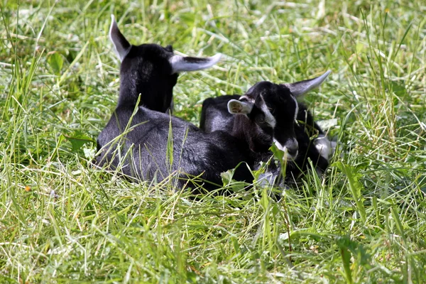草の中のヤギ — ストック写真