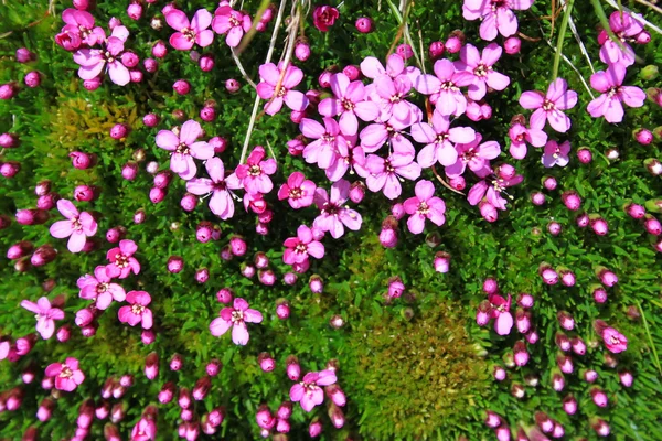 Rośliny poduszkowe różowy w wysokich górach — Zdjęcie stockowe