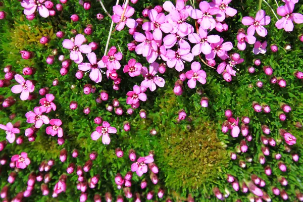 Pink cushion plant in the high mountains — Stock Photo, Image