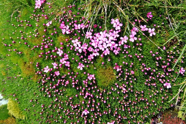 Planta de almofada rosa nas altas montanhas — Fotografia de Stock