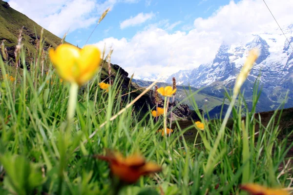 Mountain meadow — Stock Photo, Image