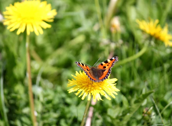 Бабочки летом — стоковое фото