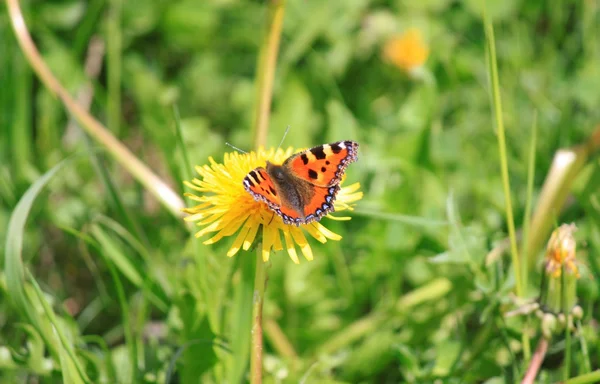 Mariposas en verano —  Fotos de Stock