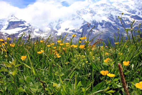 Mountain Summer — Stock Photo, Image