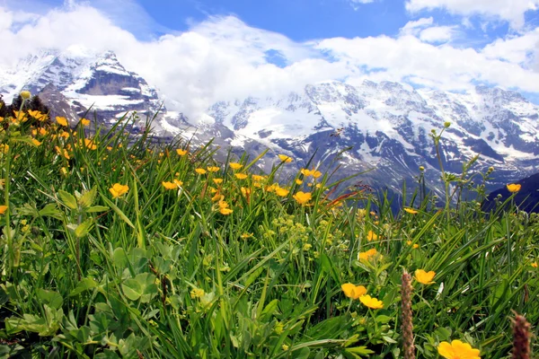 Mountain Summer — Stock Photo, Image