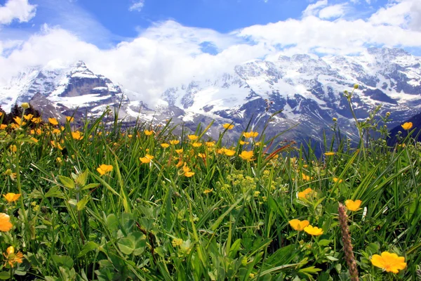 Mountain Summer — Stock Photo, Image