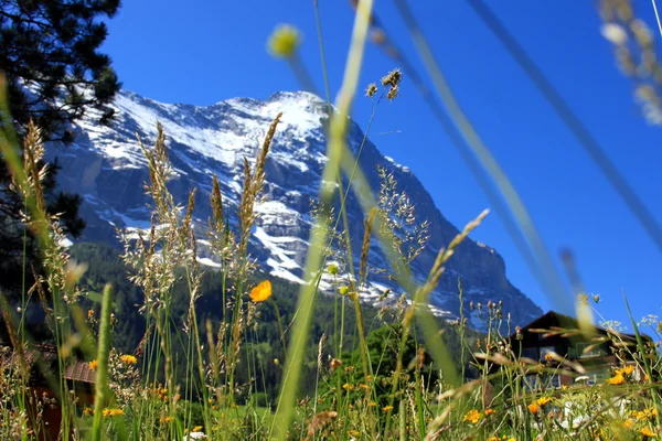 Pradera de montaña frente al Eiger — Foto de Stock