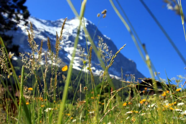 Pradera de montaña frente al Eiger —  Fotos de Stock