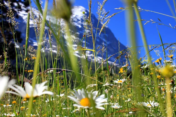 Mountain meadow in front of the Eiger — Stock Photo, Image