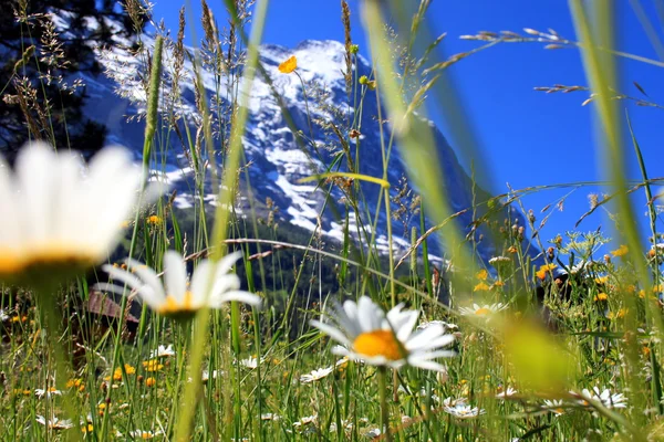 アイガーの前に山の牧草地 ロイヤリティフリーのストック画像