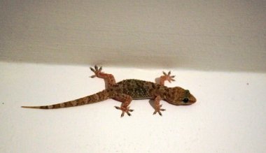 Akdeniz ev gecko