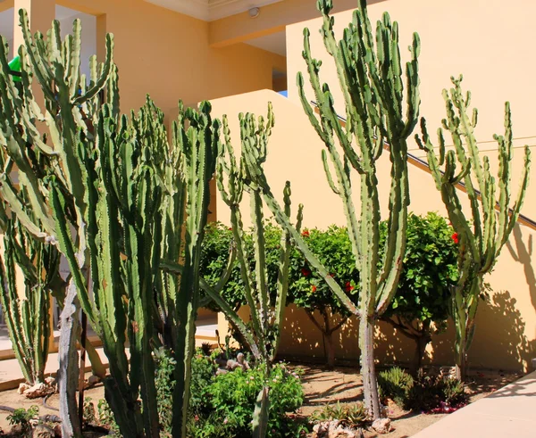 Cacti garden — Stock Photo, Image