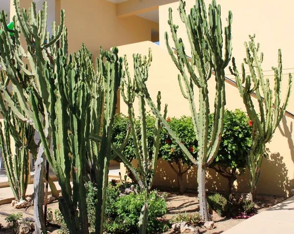 Cacti garden — Stock Photo, Image