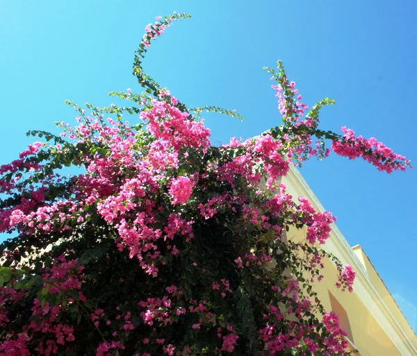 Bougainvilliers — Photo