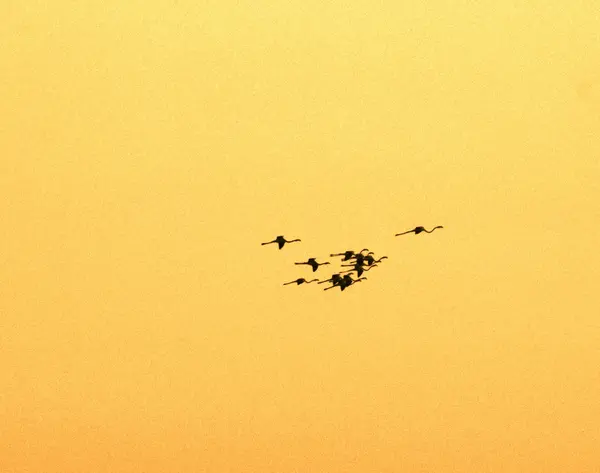 Flamingos am Horizont — Stockfoto