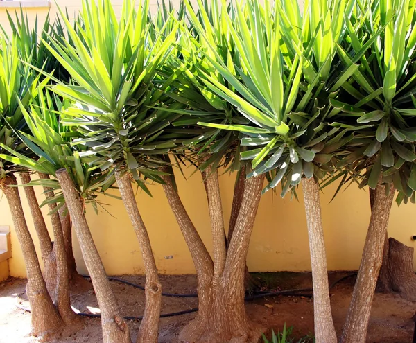 Dracaena