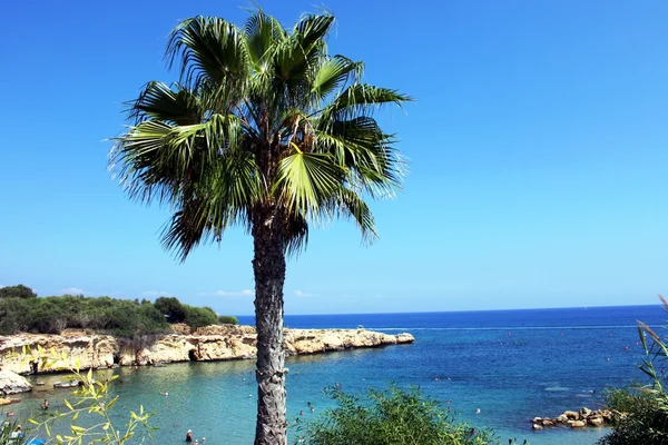 Palmboom in de baai — Stockfoto