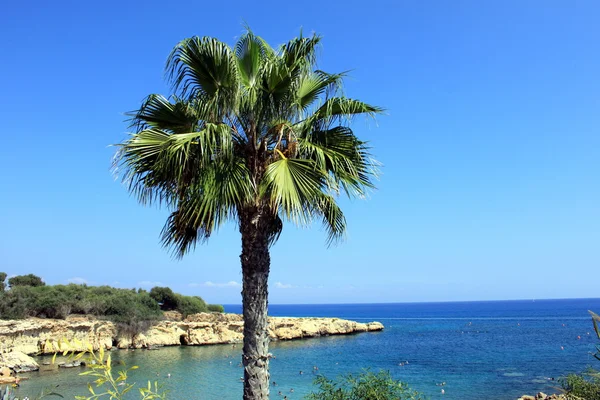 Palmier dans la baie — Photo