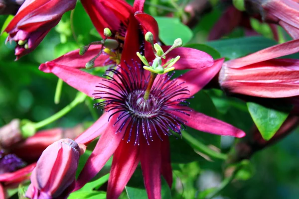 Passiflora — Stock Photo, Image