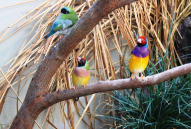 Ptilinopus pulchellus