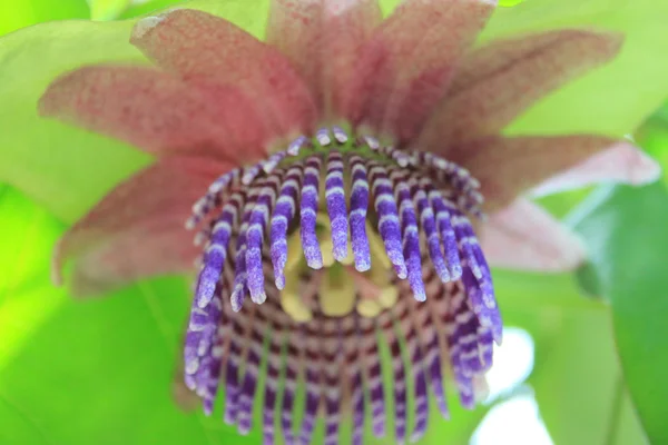 Passiflora — Stok fotoğraf
