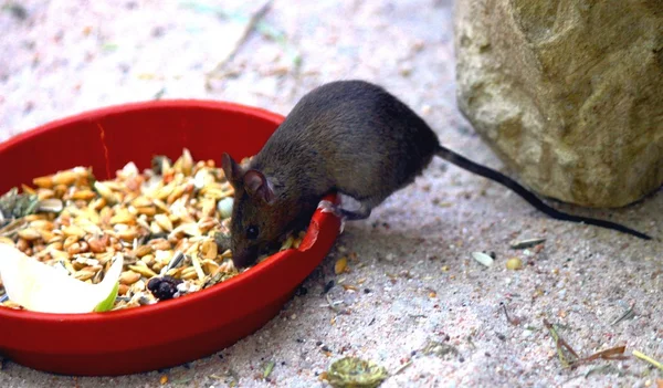 Rato Pequeno — Fotografia de Stock