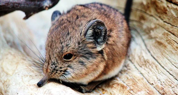 Kleine muis — Stockfoto