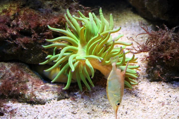 Морской анемон — стоковое фото