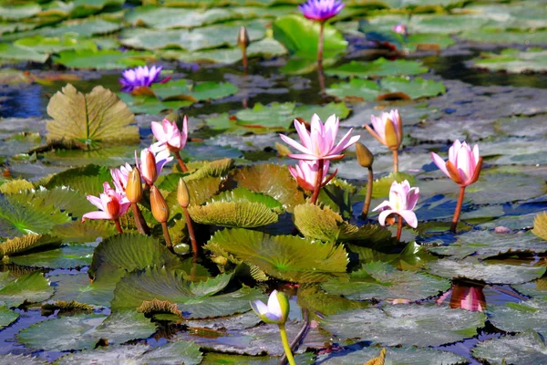 Lirio de agua — Foto de Stock