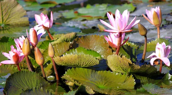 Lirio de agua — Foto de Stock