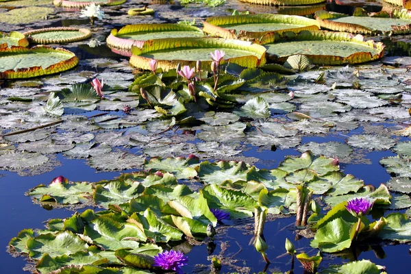 Lirio de agua — Foto de Stock