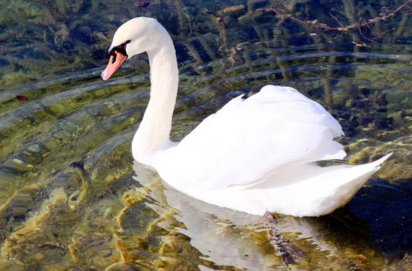 Cisne Branco — Fotografia de Stock