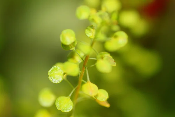 Macro alle erbe verdi — Foto Stock