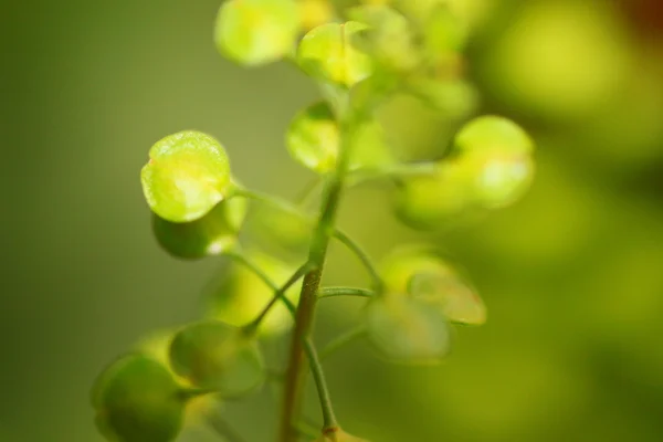 Macro alle erbe verdi — Foto Stock