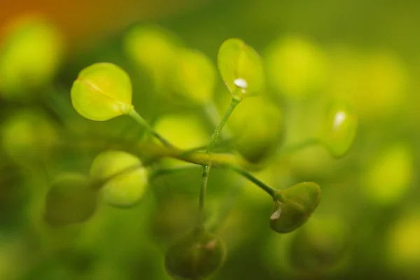 Yeşil otlar makro — Stok fotoğraf