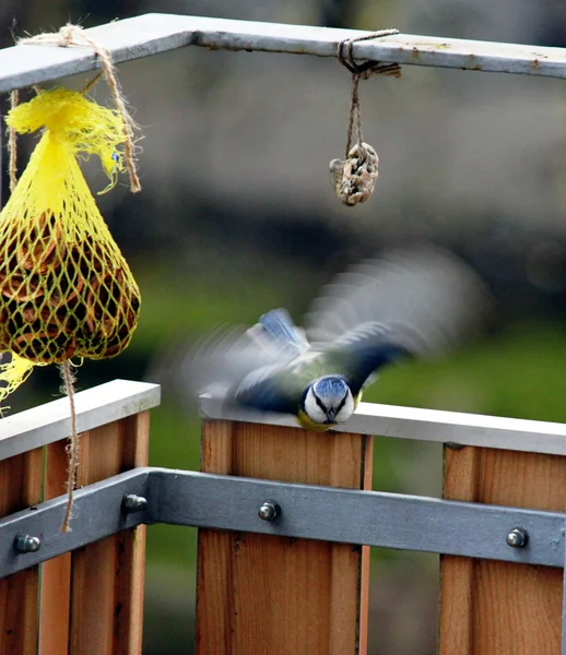 Souris bleue affamée sur le balcon — Photo