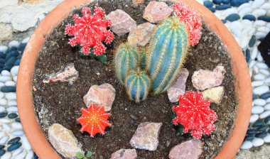 Bir saksı renkli kaktüsler