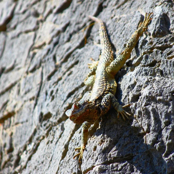 Lizard on stone road — Stock Photo © oberhexe72 81665546